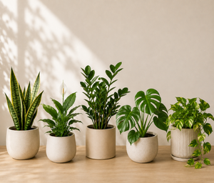 Plante 1