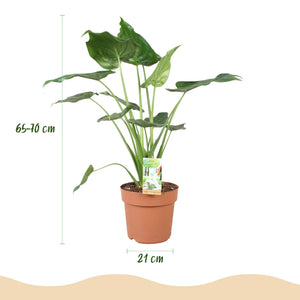 Houseplants - Alocasia Cucullata - Buddha's Hand - Low maintenance - Green - 1 Plant - with Potter White - Pot 21cm - Height 65-70cm