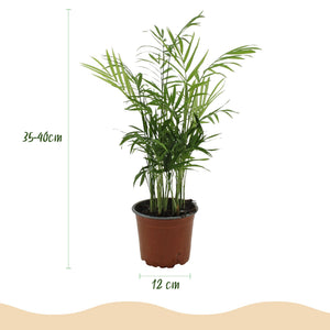 Houseplant - Chamaedorea elegans - Gold Palm - Pet-Friendly Plant - Green - 2 Plants - with Basket - Pot 12cm - Height 15cm