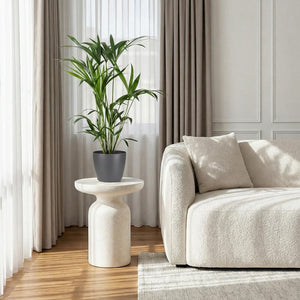 Houseplant - Howea Forsteriana - Kentia Palm - Low Maintenance - Green - 1 Plant - with Potter Grey - Pot 19cm - Height 80-85cm