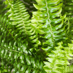 Houseplant - Nephrolepsis exaltata Green Lady - Fern - Pet-Friendly Plant - Green - 2 Plants - with Potter Grey - Pot 12cm - Height 25cm