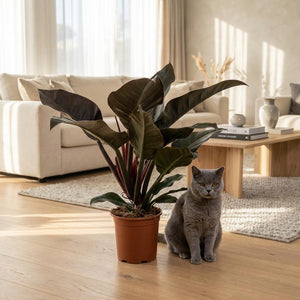 Houseplant - Philodendron - Philodendron Imperial Red - Red - Low Maintenance - 1 Plant - Pot 19cm - Height 60cm