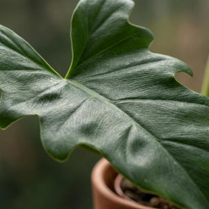 Indoor Plant - Philodendron - Philodendron Lacerum - Green - Low Maintenance - 1 Plant - Pot 19cm - Height 65cm