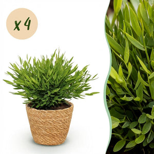 Houseplant - Bamusa Pogonatherum Monica - Bamboo Grass - Pet-Friendly Plant - Green - 4 Plants - with Basket - Pot 12cm - Height 20cm