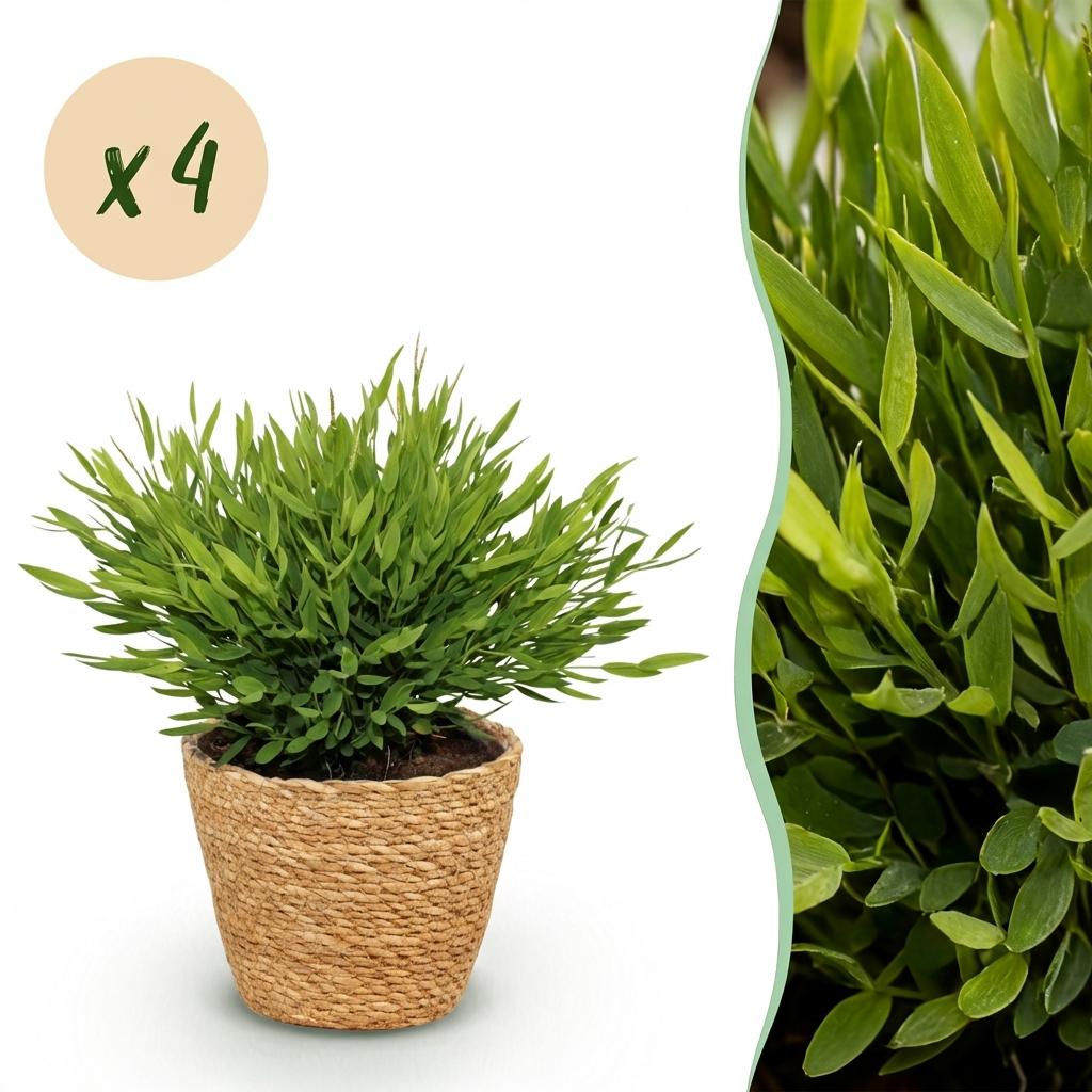 Houseplant - Bamusa Pogonatherum Monica - Bamboo Grass - Pet-Friendly Plant - Green - 4 Plants - with Basket - Pot 12cm - Height 20cm