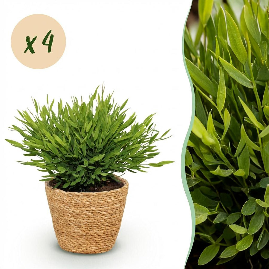 Houseplant - Bamusa Pogonatherum Monica - Bamboo Grass - Pet-Friendly Plant - Green - 4 Plants - with Basket - Pot 12cm - Height 20cm