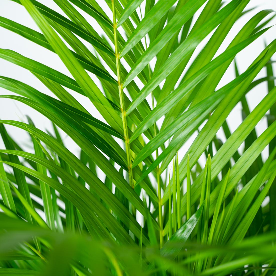Areca palm - Ø21cm - ↕130cm