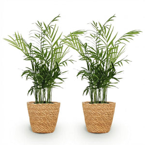 Houseplant - Chamaedorea elegans - Gold Palm - Pet-Friendly Plant - Green - 2 Plants - with Basket - Pot 12cm - Height 15cm