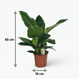 Indoor Plant - Philodendron - Philodendron Imperial Green - Green - Low maintenance - 1 Plant - Pot 19cm - Height 65cm