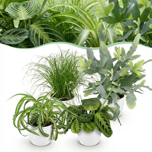 Houseplant - Chlorophytum - Cyperus - Phlebodium - Marantha - Mix of 4 - Pet-Friendly Plants - Green - 4 Plants - with Potter White - Pot 12cm - Height 25cm