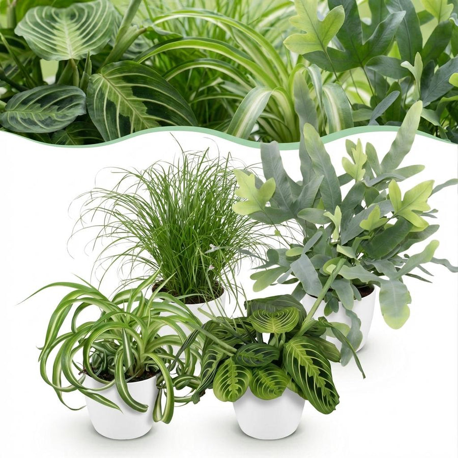 Houseplant - Chlorophytum - Cyperus - Phlebodium - Marantha - Mix of 4 - Pet-Friendly Plants - Green - 4 Plants - with Potter White - Pot 12cm - Height 25cm