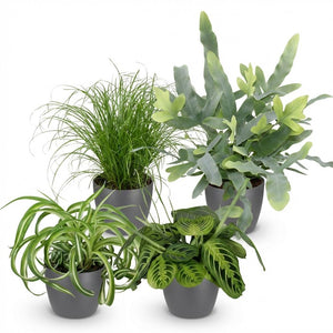 Houseplant - Chlorophytum - Cyperus - Phlebodium - Marantha - Mix of 4 - Pet-Friendly Plants - Green - 4 Plants - with Potter Grey - Pot 12cm - Height 25cm