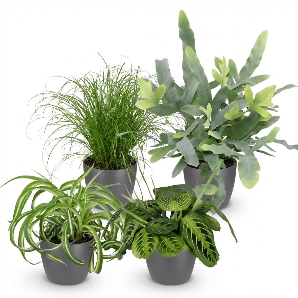 Houseplant - Chlorophytum - Cyperus - Phlebodium - Marantha - Mix of 4 - Pet-Friendly Plants - Green - 4 Plants - with Potter Grey - Pot 12cm - Height 25cm