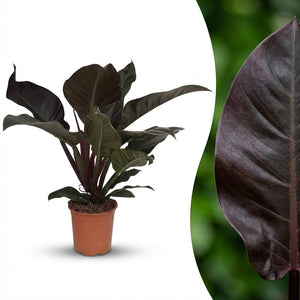 Houseplant - Philodendron - Philodendron Imperial Red - Red - Low Maintenance - 1 Plant - Pot 19cm - Height 60cm