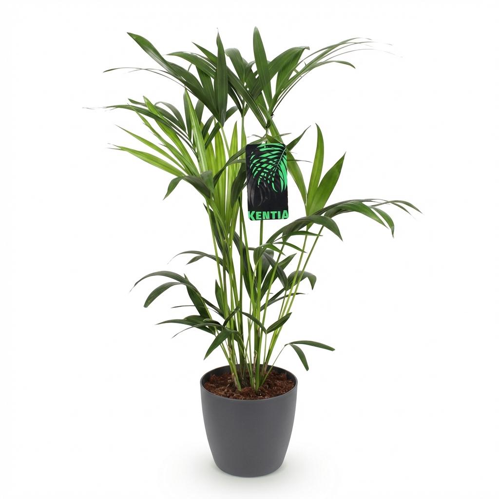 Houseplant - Howea Forsteriana - Kentia Palm - Low Maintenance - Green - 1 Plant - with Potter Grey - Pot 19cm - Height 80-85cm