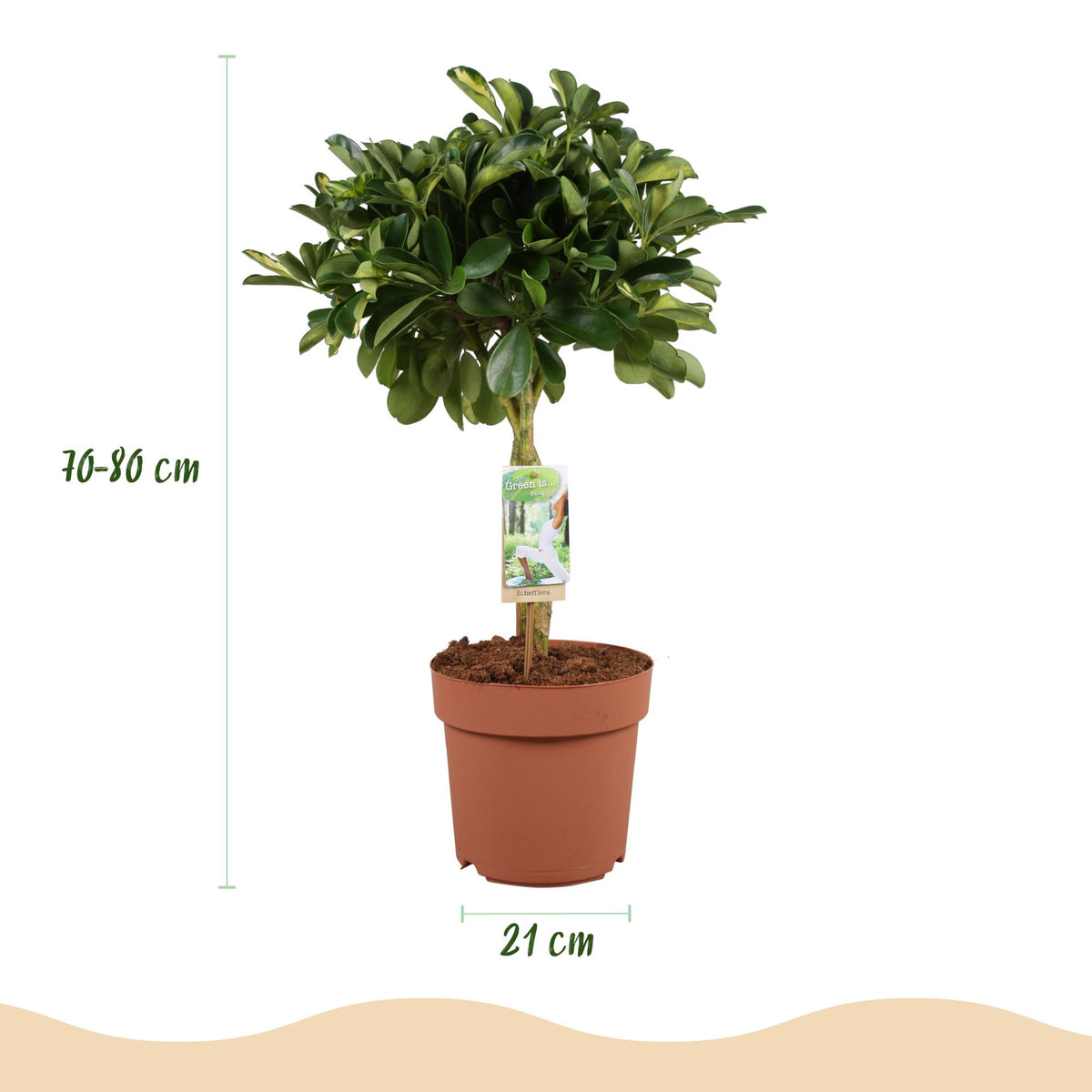 House Plants - Schefflera Gold Capelle - Finger Tree - Low Maintenance - Green - Gold - 1 Plant - with Potter White - Pot 21cm - Height 70-81cm