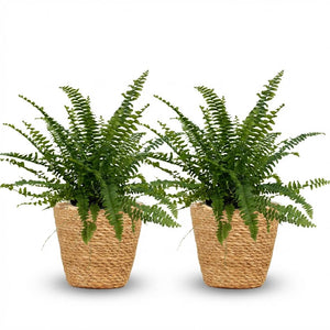 Houseplant - Nephrolepsis exaltata Green Lady - Fern - Pet-Friendly Plant - Green - 2 Plants - with Basket - Pot 12cm - Height 25cm