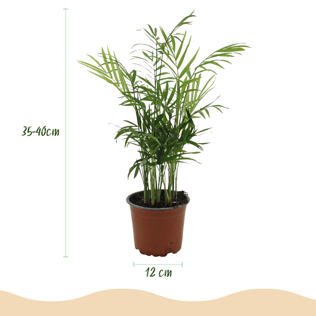 Houseplant - Chamaedorea elegans - Gold Palm - Pet-Friendly Plant - Green - 2 Plants - with Potter Grey - Pot 12cm - Height 15cm