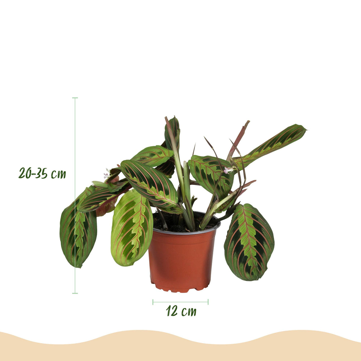 Houseplant - Chlorophytum - Maranta - Calissia - Nephrolepsis - Mix of 4 - Pet-Friendly Plants - Green - 4 Plants - with Potter Grey - Pot 12cm - Height 25cm