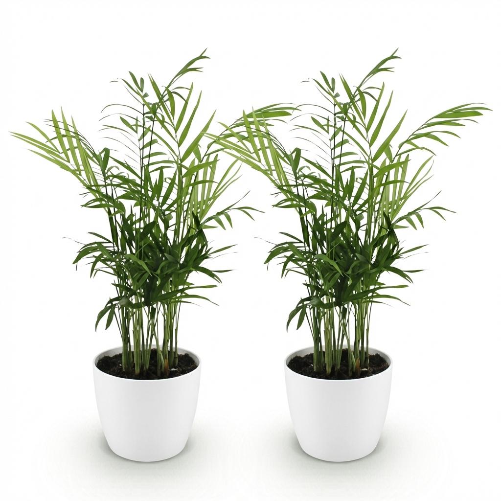 Houseplant - Chamaedorea elegans - Gold Palm - Pet-Friendly Plant - Green - 2 Plants - with Potter White - Pot 12cm - Height 15cm
