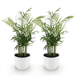Houseplant - Chamaedorea elegans - Gold Palm - Pet-Friendly Plant - Green - 2 Plants - with Potter White - Pot 12cm - Height 15cm