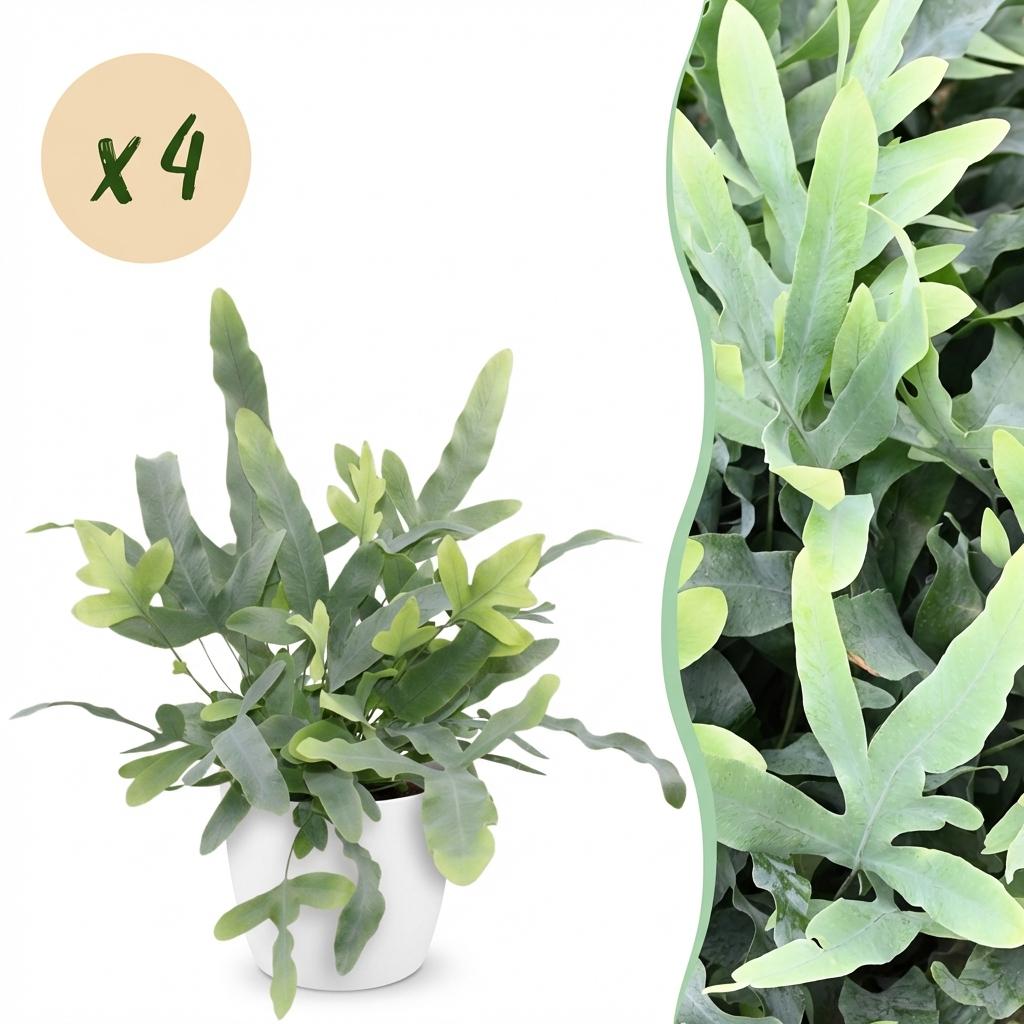 Houseplant - Phlebodium aureum Blue Star - Blue Fern - Pet-Friendly Plant - Blue - 4 Plants - with Potter White - Pot 12cm - Height 25cm