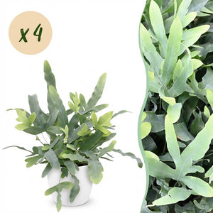 Houseplant - Phlebodium aureum Blue Star - Blue Fern - Pet-Friendly Plant - Blue - 4 Plants - with Potter White - Pot 12cm - Height 25cm