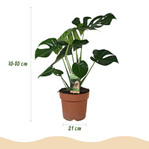 Houseplants - Monstera Deliciosa - Swiss Cheese Plant - Low Maintenance - Green - 1 Plant - with Potter Grey - Pot 21cm - Height 70-80cm