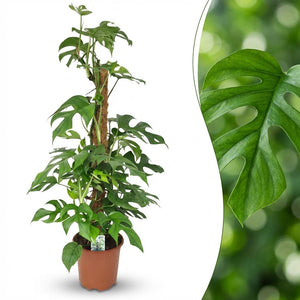 Indoor Plant - Mini Swiss Cheese Plant - Monstera Minima Moss Pole - Green - Low Maintenance - 1 Plant - Pot 19cm - Height 90cm