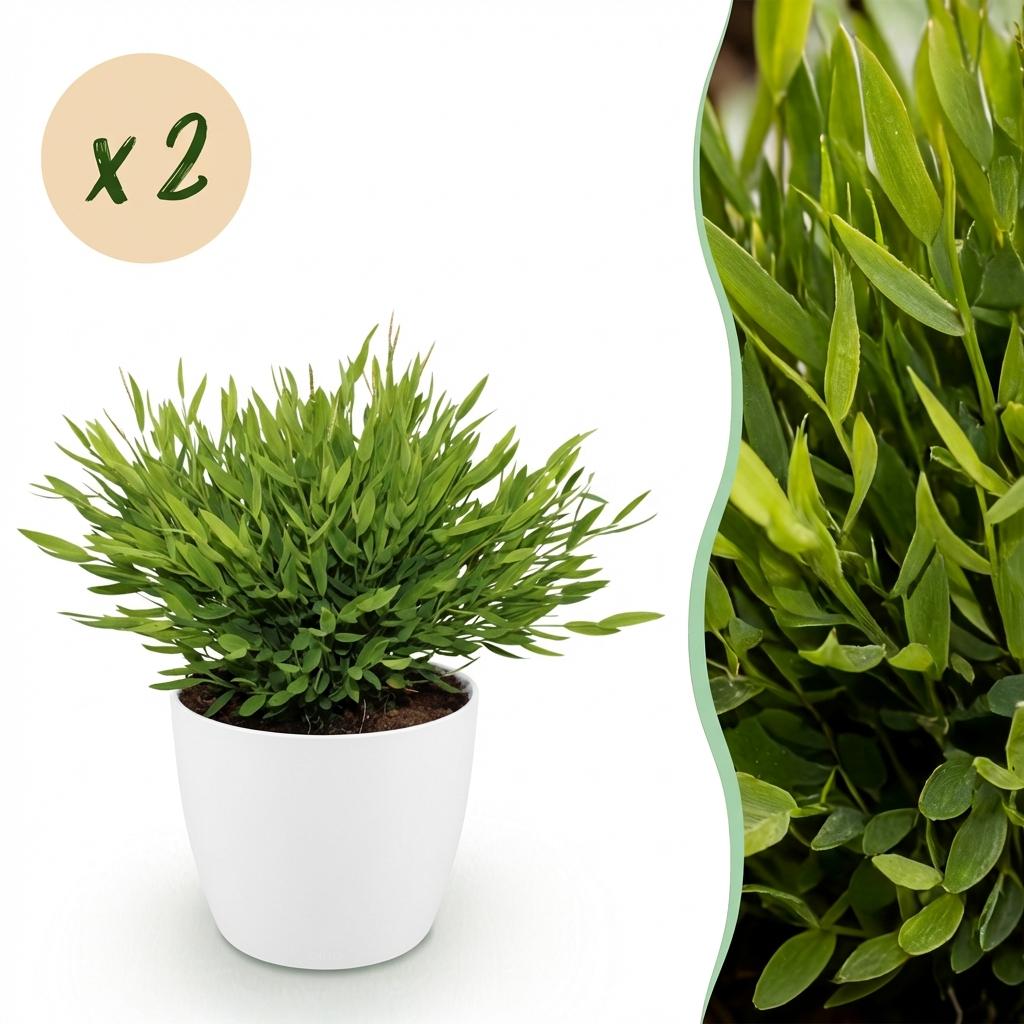 Houseplant - Bamusa Pogonatherum Monica - Bamboo Grass - Pet-Friendly Plant - Green - 2 Plants - with Potter White - Pot 12cm - Height 20cm