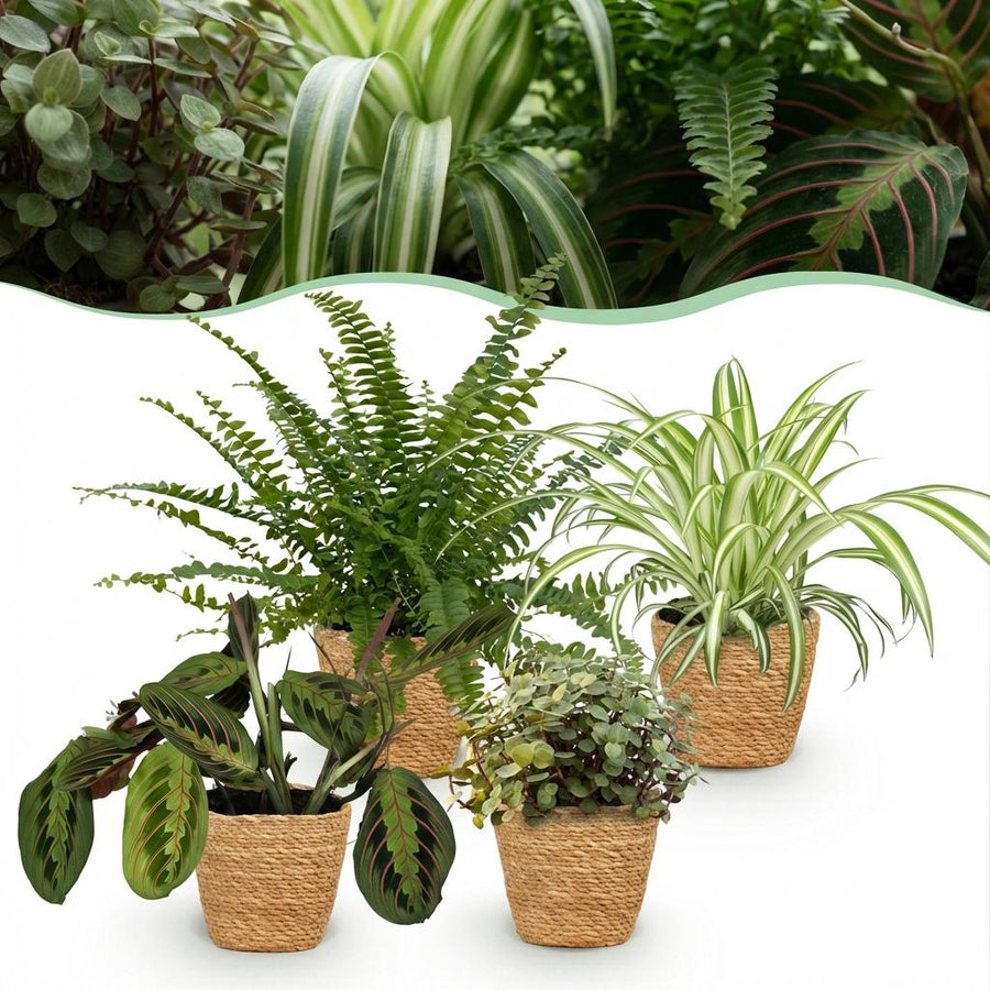 Houseplant - Chlorophytum - Maranta - Calissia - Nephrolepsis - Mix of 4 - Pet-Friendly Plants - Green - 4 Plants - with Basket - Pot 12cm - Height 25cm