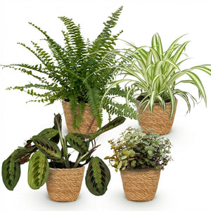 Houseplant - Chlorophytum - Maranta - Calissia - Nephrolepsis - Mix of 4 - Pet-Friendly Plants - Green - 4 Plants - with Basket - Pot 12cm - Height 25cm