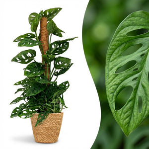 Indoor Plant - Monkey Mask - Monstera Adansonii Moss Pole - Green - Low Maintenance - 1 Plant - with Basket - Pot 19cm - Height 90cm