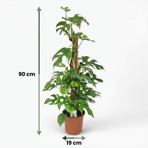 Indoor Plant - Mini Swiss Cheese Plant - Monstera Minima Moss Pole - Green - Low Maintenance - 1 Plant - Pot 19cm - Height 90cm