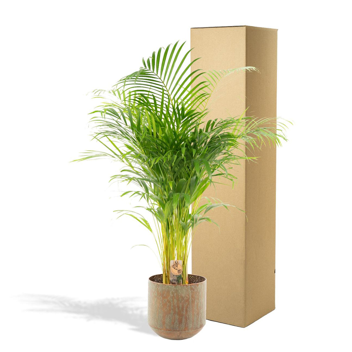 Areca palm with pot - ↨130cm - Ø24cm
