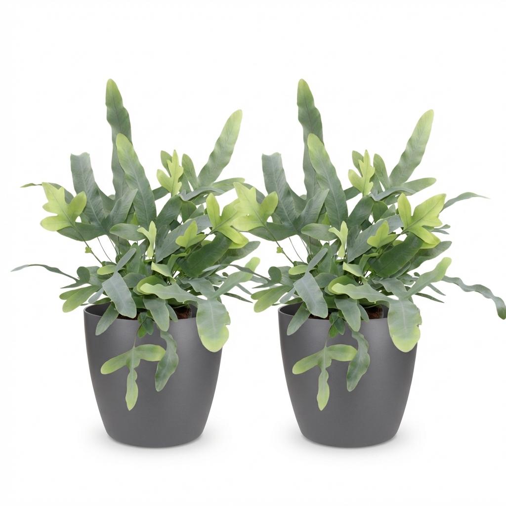 Houseplant - Phlebodium aureum Blue Star - Blue Fern - Pet-Friendly Plant - Blue - 2 Plants - with Potter Grey - Pot 12cm - Height 25cm