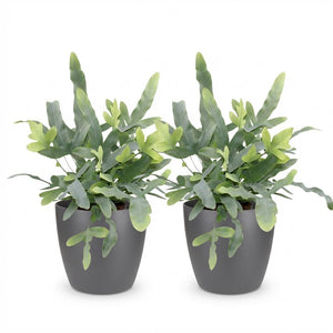Houseplant - Phlebodium aureum Blue Star - Blue Fern - Pet-Friendly Plant - Blue - 2 Plants - with Potter Grey - Pot 12cm - Height 25cm