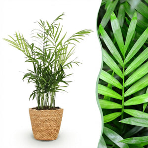Houseplant - Chamaedorea elegans - Gold Palm - Pet-Friendly Plant - Green - 1 Plant - with Basket - Pot 12cm - Height 15cm