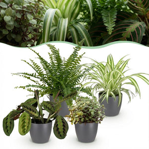 Houseplant - Chlorophytum - Maranta - Calissia - Nephrolepsis - Mix of 4 - Pet-Friendly Plants - Green - 4 Plants - with Potter Grey - Pot 12cm - Height 25cm