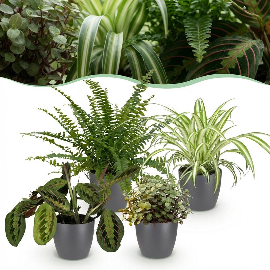 Houseplant - Chlorophytum - Maranta - Calissia - Nephrolepsis - Mix of 4 - Pet-Friendly Plants - Green - 4 Plants - with Potter Grey - Pot 12cm - Height 25cm