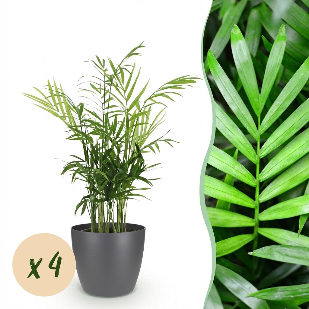 Houseplant - Chamaedorea elegans - Gold Palm - Pet-Friendly Plant - Green - 4 Plants - with Potter Grey - Pot 12cm - Height 15cm