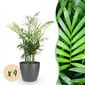 Houseplant - Chamaedorea elegans - Gold Palm - Pet-Friendly Plant - Green - 4 Plants - with Potter Grey - Pot 12cm - Height 15cm