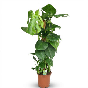 Houseplant - Swiss Cheese Plant - Monstera Deliciosa Moss Pole - Green - Low Maintenance - 1 Plant - Pot 19cm - Height 90cm