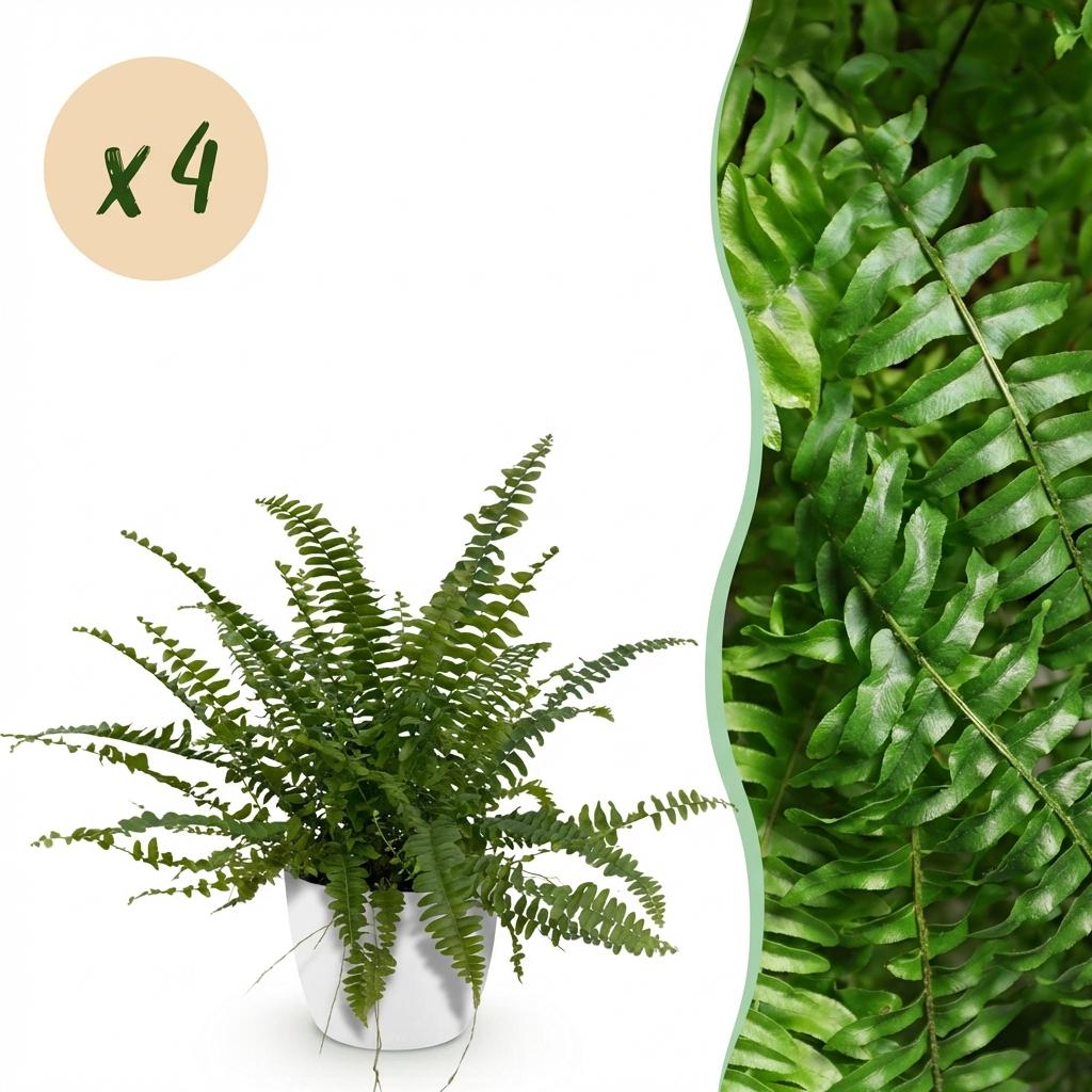 Houseplant - Nephrolepsis exaltata Green Lady - Fern - Pet-Friendly Plant - Green - 4 Plants - with Potter White - Pot 12cm - Height 25cm