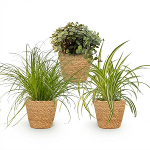 Houseplant - Cyperus - Calissia - Chlorophytum - Mix of 3 - Pet-Friendly Plants - Green - 3 Plants - with Basket - Pot 12cm - Height 20cm