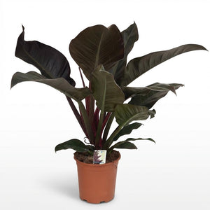 Houseplant - Philodendron - Philodendron Imperial Red - Red - Low Maintenance - 1 Plant - Pot 19cm - Height 60cm