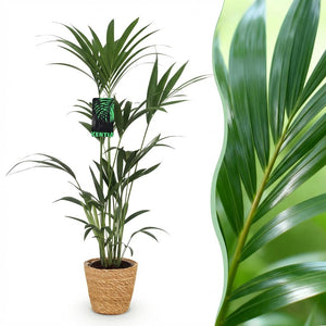 Houseplant - Howea Forsteriana - Kentia Palm - Low Maintenance - Green - 1 Plant - with Basket - Pot 21cm - Height 120-130cm