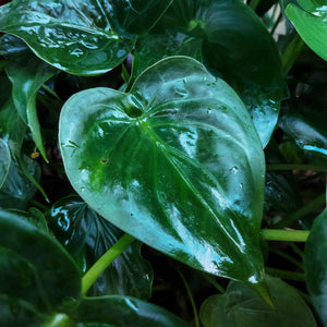 Houseplants - Alocasia Cucullata - Buddha's Hand - Low maintenance - Green - 1 Plant - with Potter White - Pot 21cm - Height 65-70cm