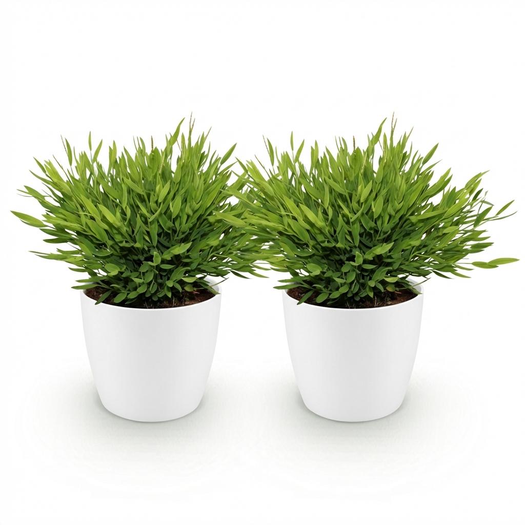 Houseplant - Bamusa Pogonatherum Monica - Bamboo Grass - Pet-Friendly Plant - Green - 2 Plants - with Potter White - Pot 12cm - Height 20cm