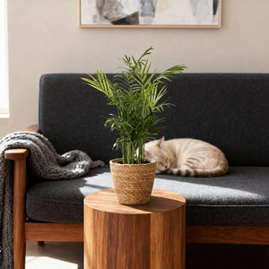 Houseplant - Chamaedorea elegans - Gold Palm - Pet-Friendly Plant - Green - 1 Plant - with Basket - Pot 12cm - Height 15cm